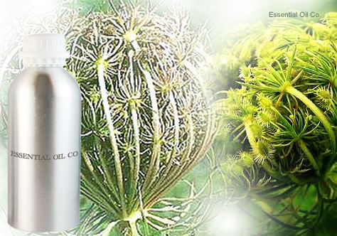 carrot-seed-oil