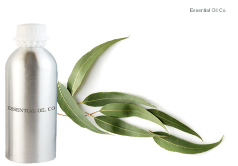 eucalyptus-oil
