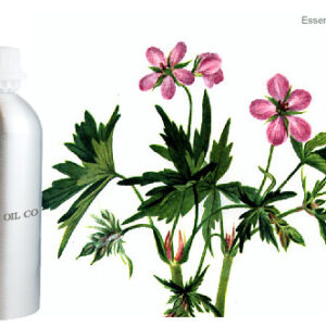 Geranium