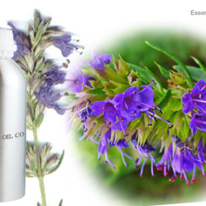 Hyssop